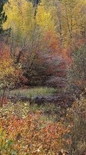 Landscape, Trees, Autumn for LG K10 K430DS