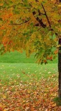 Landscape, Trees, Autumn for Sony Ericsson K790
