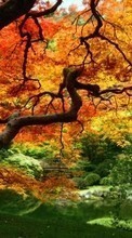 New 540x960 mobile wallpapers Plants, Landscape, Trees, Autumn free download.