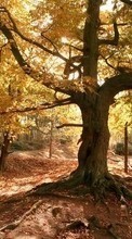 Plants, Landscape, Trees, Autumn for Sony Ericsson K530