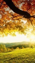 New mobile wallpapers - free download. Landscape, Trees, Autumn, Sun picture and image for mobile phones.