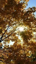 New 240x320 mobile wallpapers Landscape, Trees, Autumn, Sun free download.