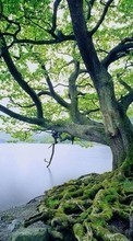 New mobile wallpapers - free download. Landscape, Trees, Lakes picture and image for mobile phones.