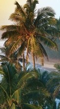 New mobile wallpapers - free download. Landscape, Trees, Palms picture and image for mobile phones.