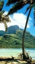 New mobile wallpapers - free download. Landscape, Trees, Palms picture and image for mobile phones.