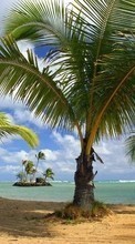 New mobile wallpapers - free download. Landscape, Trees, Beach, Palms picture and image for mobile phones.