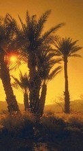 New mobile wallpapers - free download. Landscape, Trees, Sunset, Sun, Palms picture and image for mobile phones.