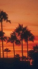 New mobile wallpapers - free download. Trees, Palms, Landscape, Sunset picture and image for mobile phones.