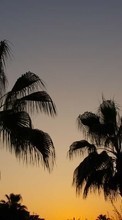 New 1024x600 mobile wallpapers Landscape, Trees, Sunset, Palms free download.