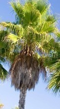 New mobile wallpapers - free download. Plants, Trees, Palms picture and image for mobile phones.