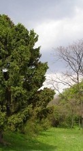 Trees,Landscape for LG G5 H845