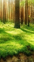 New mobile wallpapers - free download. Trees,Landscape picture and image for mobile phones.