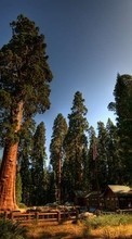 Landscape, Trees for HTC Desire Z