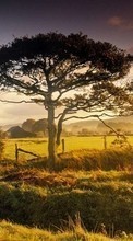 New mobile wallpapers - free download. Trees, Landscape, Fields picture and image for mobile phones.