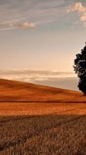 New mobile wallpapers - free download. Trees, Landscape, Fields picture and image for mobile phones.
