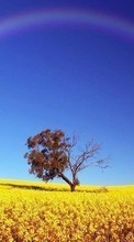 New mobile wallpapers - free download. Trees,Landscape,Fields,Rainbow picture and image for mobile phones.