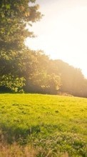 New mobile wallpapers - free download. Trees, Landscape, Fields, Sun picture and image for mobile phones.