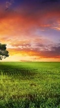 New mobile wallpapers - free download. Trees, Landscape, Fields, Sun, Sunset picture and image for mobile phones.