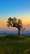 New mobile wallpapers - free download. Trees, Landscape, Fields, Sunset picture and image for mobile phones.