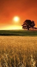 Trees, Landscape, Fields, Sunset for BlackBerry Q10