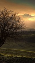 New mobile wallpapers - free download. Trees, Landscape, Fields, Sunset picture and image for mobile phones.