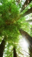 Trees,Landscape,Nature for Motorola DROID RAZR