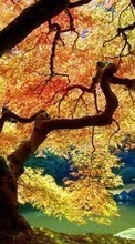 Trees,Landscape,Nature for HTC Desire VC