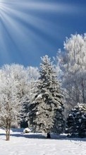 New mobile wallpapers - free download. Trees,Landscape,Nature,Snow,Winter picture and image for mobile phones.