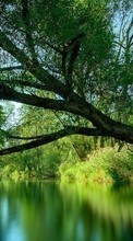 Trees, Landscape, Rivers for Sony Xperia Z Ultra
