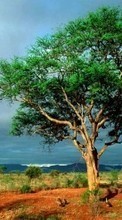 Trees, Landscape, Savanna for Lenovo P780