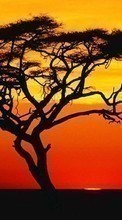 New mobile wallpapers - free download. Trees,Landscape,Savanna,Sunset picture and image for mobile phones.