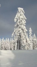 New mobile wallpapers - free download. Trees, Landscape, Snow picture and image for mobile phones.