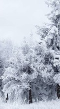 New mobile wallpapers - free download. Trees,Landscape,Snow picture and image for mobile phones.