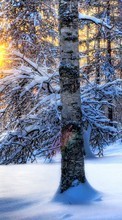 New mobile wallpapers - free download. Trees, Landscape, Snow, Sun, Winter picture and image for mobile phones.