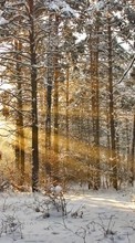 New mobile wallpapers - free download. Trees, Landscape, Snow, Sun, Winter picture and image for mobile phones.