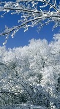 New 540x960 mobile wallpapers Landscape, Winter, Trees, Snow free download.