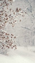 New mobile wallpapers - free download. Trees, Nature, Snow, Winter picture and image for mobile phones.