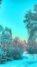 Trees, Landscape, Snow, Winter for LG G4s