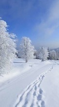 Trees, Landscape, Snow, Winter for LG KG195