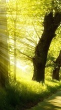 New mobile wallpapers - free download. Trees, Landscape, Sun picture and image for mobile phones.