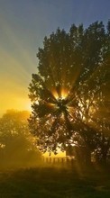 New mobile wallpapers - free download. Landscape, Trees, Sun picture and image for mobile phones.
