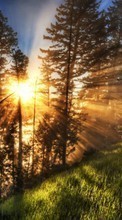 New mobile wallpapers - free download. Trees, Landscape, Sun, Pine picture and image for mobile phones.