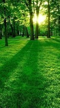 New mobile wallpapers - free download. Landscape, Trees, Grass, Sun picture and image for mobile phones.