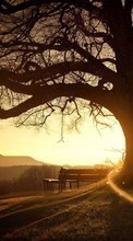 New mobile wallpapers - free download. Trees, Landscape, Sun, Sunset picture and image for mobile phones.