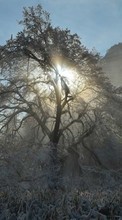 New mobile wallpapers - free download. Trees, Landscape, Sun, Winter picture and image for mobile phones.