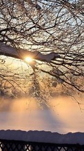 New mobile wallpapers - free download. Trees,Landscape,Sun,Winter picture and image for mobile phones.