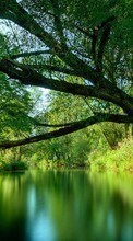 New mobile wallpapers - free download. Trees, Landscape, Water picture and image for mobile phones.