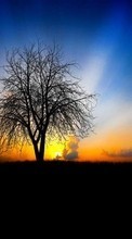 New mobile wallpapers - free download. Trees, Landscape, Sunset picture and image for mobile phones.