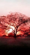 New mobile wallpapers - free download. Trees,Landscape,Sunset picture and image for mobile phones.