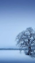 New mobile wallpapers - free download. Landscape, Winter, Trees picture and image for mobile phones.